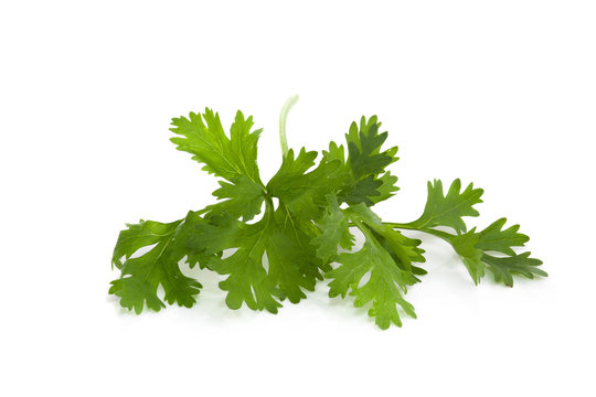 coriander for food decoration Isolated On White