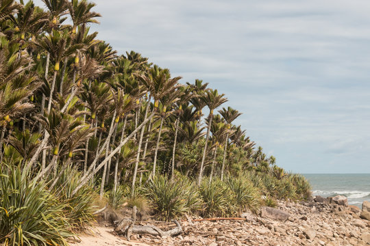 Nikau palms grove on New Zealand west coast