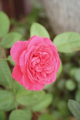 Beautiful roses in the nature