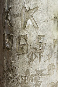 love signs, texture of the bark of a beech tree with carved lett