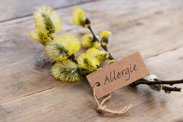 Naklejka premium Weidenkätzchen