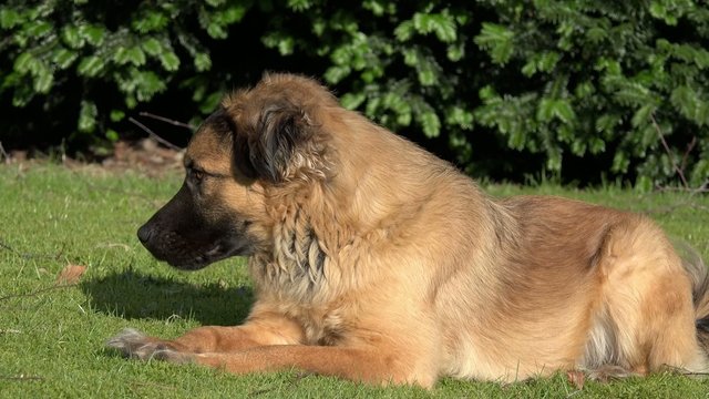 Brauner Hund liegt auf dem Rasen