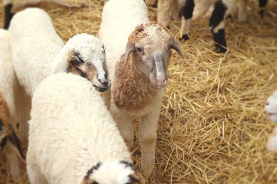 Many lambs on the farm.