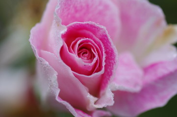 Pink rose with water drops.