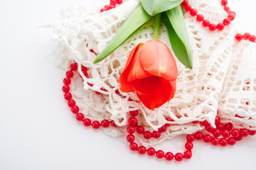 red tulips on white background.