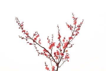fresh plum tree flowers isolated on white background