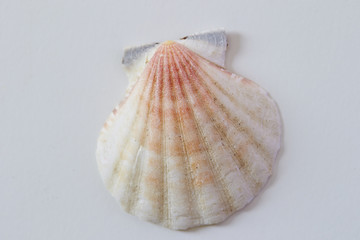 Scallop Shell