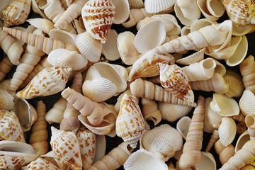 Sea shells