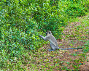 Monkey. South Africa
