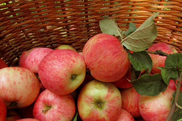 Apples in a basket