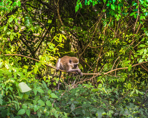 Monkey. South Africa