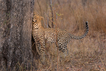 Naklejka premium Lone leopard marking his territory on tree to keep others out