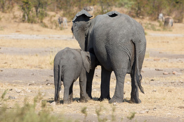 Fototapeta na wymiar Elephant mother and calf walking while bonding relationship