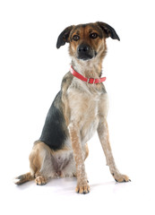 Mixed-Breed Dog