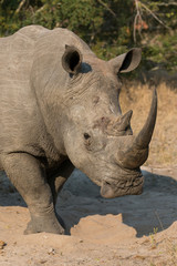 Obraz premium Lone rhino standing on open area looking for safety from poacher