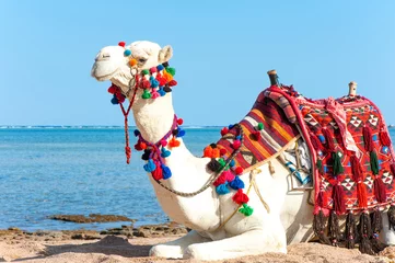 Schilderijen op glas Witte trotse kameel die op het Egyptische strand rust. Camelus dromeda © AnnaElizabeth