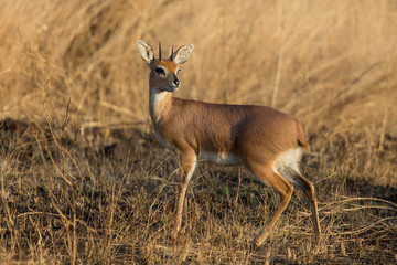 Single alert steenbok carefully graze burnt grass