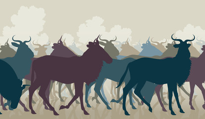 Wildebeest herd