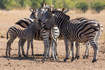 Zebra herd in colour photo with heads together