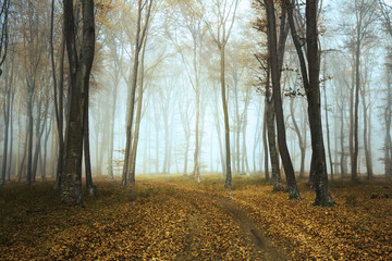 Fototapeta premium Tail in misty forest