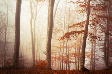 Red foggy forest