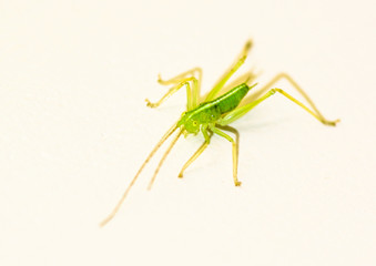 Feeling Green