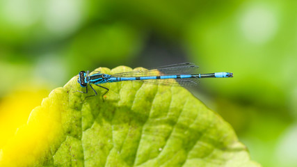 Blue Damsel