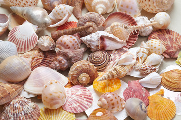 nice shells