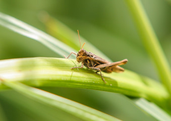 Field Grasshopper