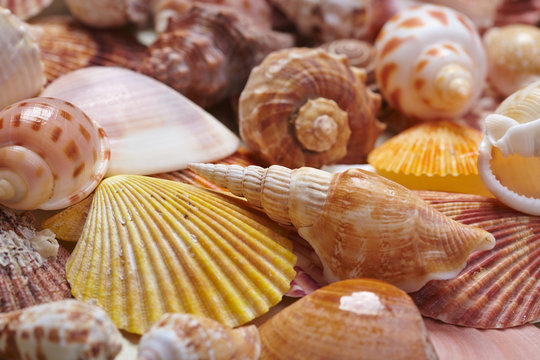 nice shells