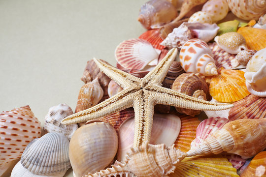 nice shells