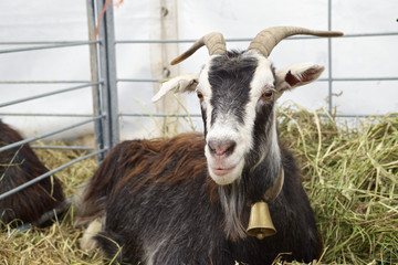 Goat close up