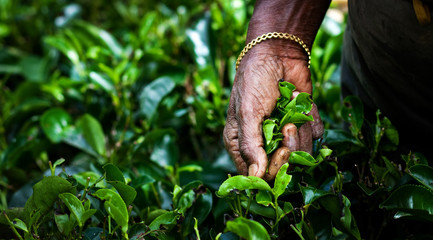 Tea picker woman's hands