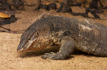 Water monitor lizard