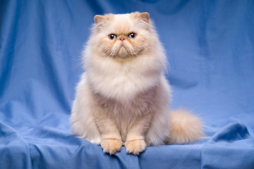 Cute persian cream colorpoint cat sitting on a blue background