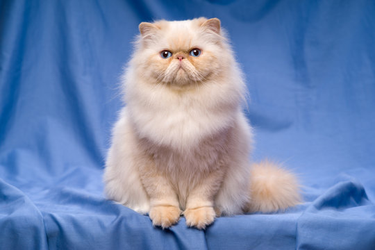 Cute Persian Cat Icon. Beige Kitten Face Head Silhouette. Yellow