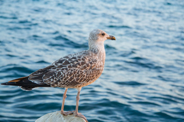 Gray sea gull on stony coast.