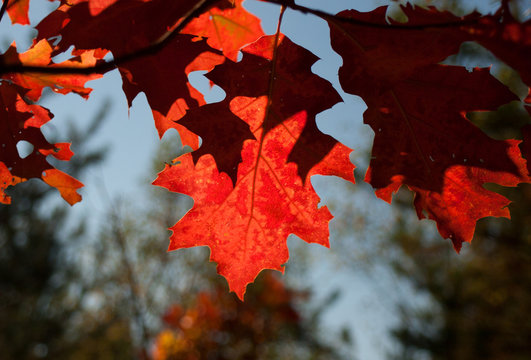 Leaves of the red oak with autumn