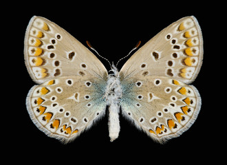 Butterfly Polyommatus icarus (female) (underside)