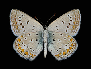 Butterfly Polyommatus icarus (male) (underside)