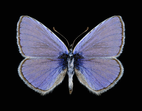 Butterfly Polyommatus icarus (male)