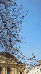 Magnolia en fleurs - Théatre des Célestin LYON 7