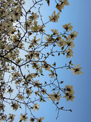 Magnolia en fleurs - Théatre des Célestin LYON 13