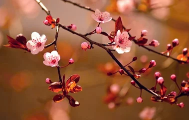 Wall murals Spring Beautiful flowering Japanese cherry - Sakura.