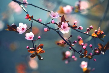 Spring flowering Japanese tree Sakura - obrazy, fototapety, plakaty