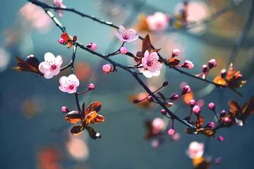 Papier Peint photo Lavable Printemps Arbre japonais à floraison printanière Sakura