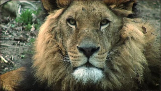 Slow motion with a adult lion on a tree trunk resting