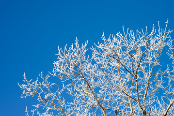 beautiful winter tree