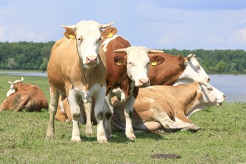 Naklejka na ściany i meble Herd of cows on the meadow