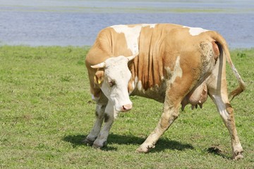 The cow on the meadow